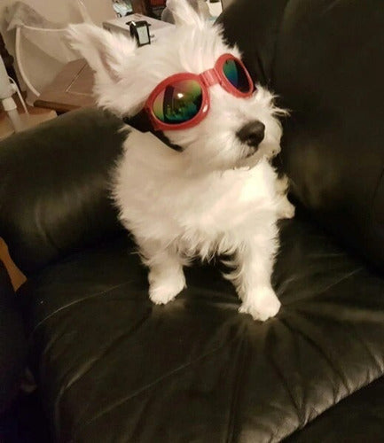 Óculos De Sol Pet Cão Gato Cachorro C/ Elástico Ajustável Uv