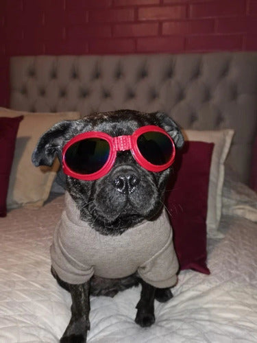 Óculos De Sol Pet Cão Gato Cachorro C/ Elástico Ajustável Uv